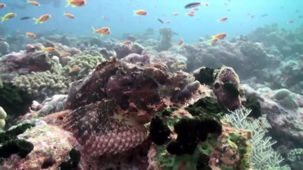 食料を求めてサンゴ礁の上の熱帯魚の学校. — ストック動画