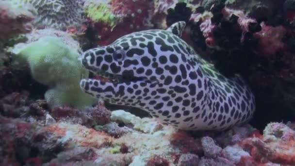 Czystsze wrasse ryby czyszczenia moray węgorz na rafie. — Wideo stockowe