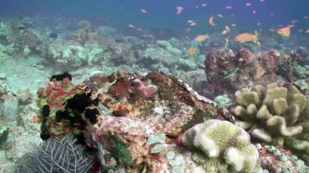 Під водою барвисті тропічні риби . — стокове відео