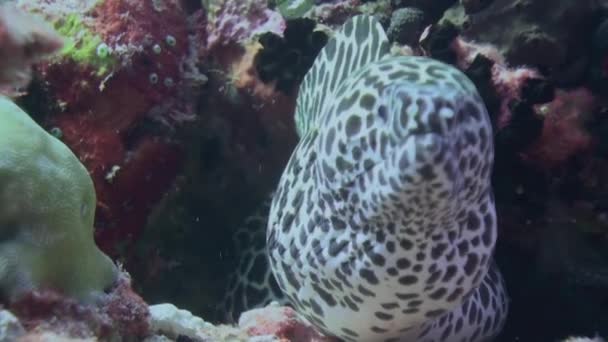 Limpiador wrasse pescado limpieza morena en el arrecife . — Vídeo de stock