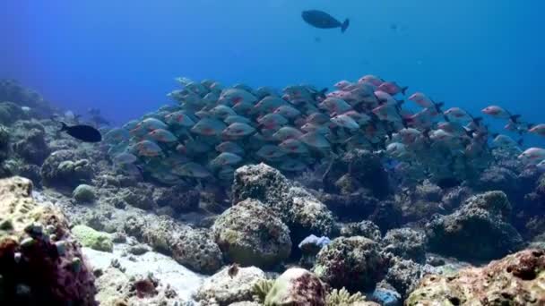 Sekolah ikan tropis di terumbu karang untuk mencari makanan. — Stok Video