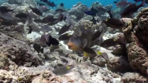 Escuela de peces tropicales en arrecife en busca de comida. — Vídeo de stock