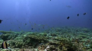 Resifteki tropik balık sürüsü yiyecek arıyor..