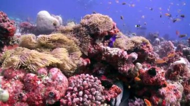 Deniz altında yiyecek aramak için mavi zemin üzerinde mercan balığı sürüsü.