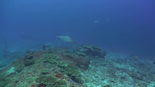 Scuola di pesci tropicali sulla barriera corallina in cerca di cibo. — Video Stock