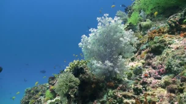 Coral suave sobre fondo fondo marino bajo el agua en Maldivas . — Vídeo de stock