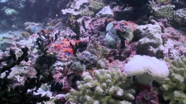 Σχολείο των κοραλλιογενών ψαριών σε μπλε φόντο της θάλασσας υποβρύχια σε αναζήτηση τροφής. — Αρχείο Βίντεο