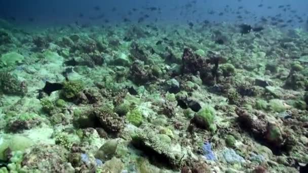 Deniz altında yiyecek aramak için mavi zemin üzerinde mercan balığı sürüsü. — Stok video