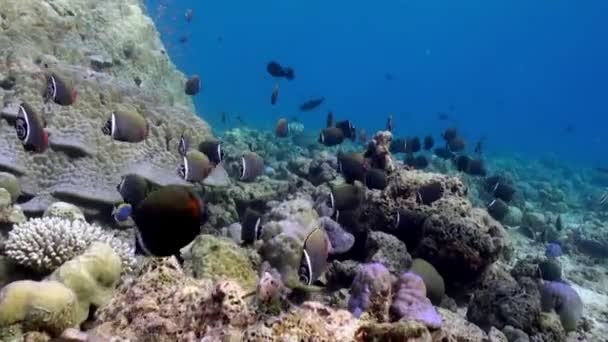 Escola de peixes tropicais em recife em busca de comida. — Vídeo de Stock