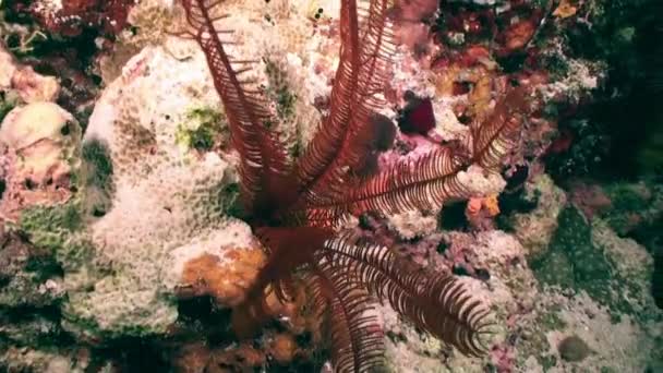Bunga bakung pada karang merah di bawah air di Laut Merah. — Stok Video