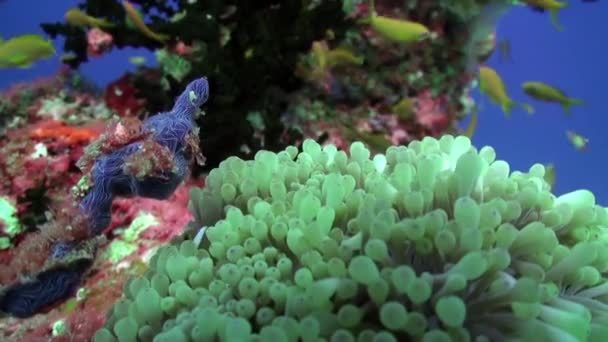 Школа коралловых рыб на синем фоне моря под водой в поисках пищи. — стоковое видео