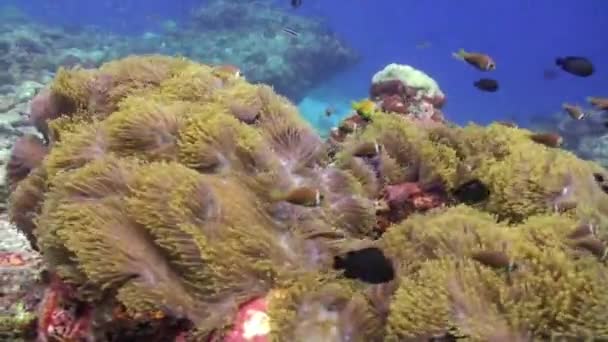 Escuela de peces de coral sobre fondo azul del mar bajo el agua en busca de alimentos. — Vídeos de Stock