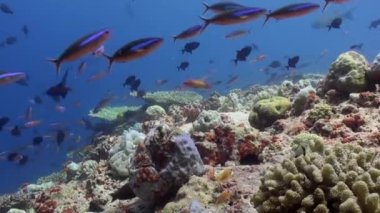 Deniz altında yiyecek aramak için mavi zemin üzerinde mercan balığı sürüsü.