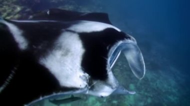Bir remora ile birlikte dev siyah bir manta vatozu. Kapat..