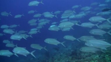 Deniz altında yiyecek aramak için mavi zemin üzerinde mercan balığı sürüsü.