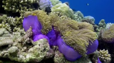 Geceleri Deniz Anemone 'de portakal rengi palyaçolar yüzer..