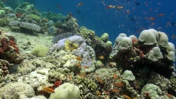 Школа коралової риби на синьому тлі морської під водою в пошуках їжі . — стокове відео