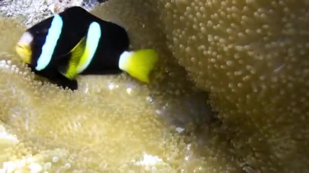 Peixe palhaço laranja nadador em Sea Anemone à noite . — Vídeo de Stock