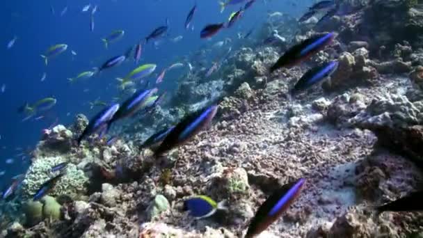 Escuela de peces tropicales en arrecife en busca de comida. — Vídeo de stock