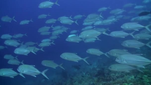 Škola korálových ryb na modrém pozadí moře pod vodou při hledání potravy. — Stock video