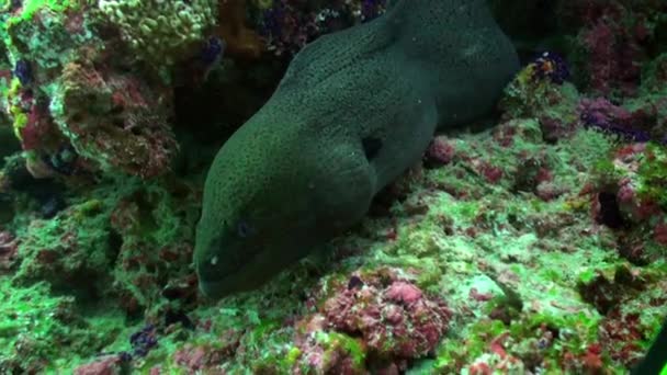 Limpiador wrasse pescado limpieza morena en el arrecife . — Vídeo de stock