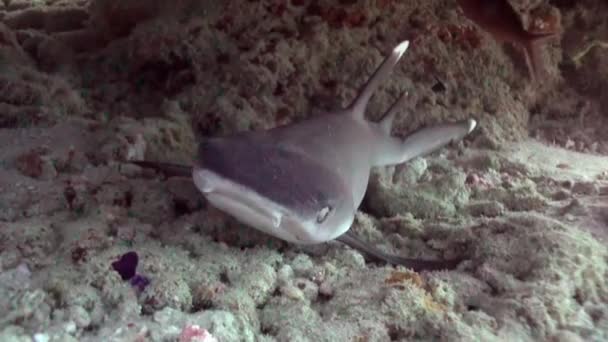 Tawny tiburón enfermera Nebrius ferrugineus durmiendo bajo el coral. — Vídeos de Stock