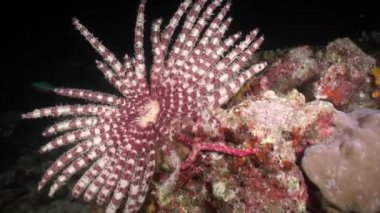 Arka plandaki deniz zambakları Kızıldeniz 'de su altında kızıl mercanlar..