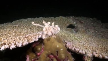 Arka plandaki deniz zambakları Kızıldeniz 'de su altında kızıl mercanlar..