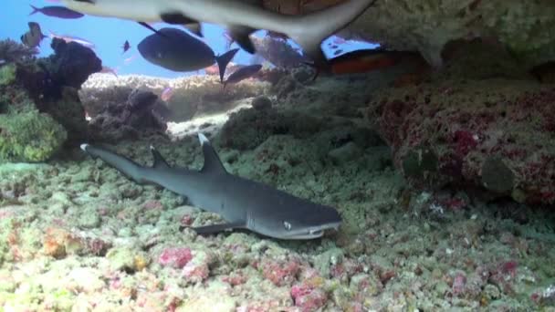 Tawny pielęgniarka rekin Nebrius ferrugineus śpi pod koralowcem. — Wideo stockowe