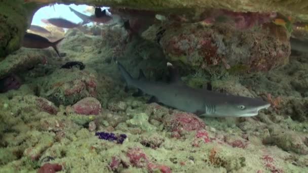 Tawny pielęgniarka rekin Nebrius ferrugineus śpi pod koralowcem. — Wideo stockowe