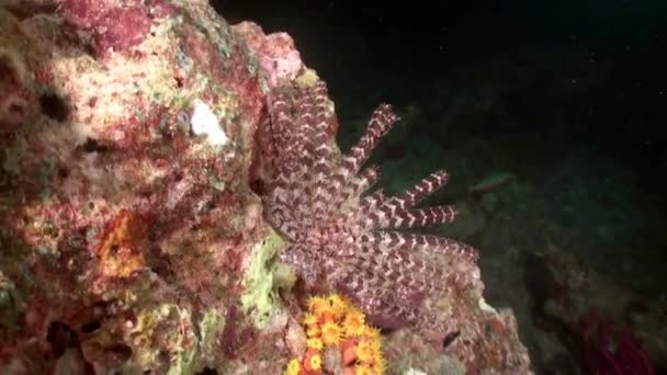 Havslilja på bakgrund röda koraller under vatten i Röda havet. — Stockvideo