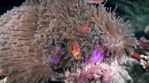 Poisson clown orange nageant dans l'anémone de mer la nuit . — Video