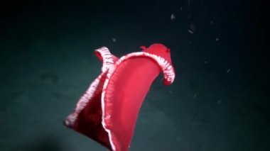 Dev bir kırmızı çıplak deniz sümüklüböceği İspanyol dansçı Hexabranchus sanguineus gece dans ediyor. Okyanusun sualtı dünyası.