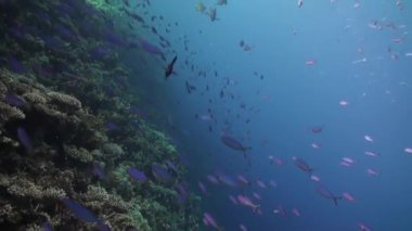 Deniz altında yiyecek aramak için mavi zemin üzerinde mercan balığı sürüsü.