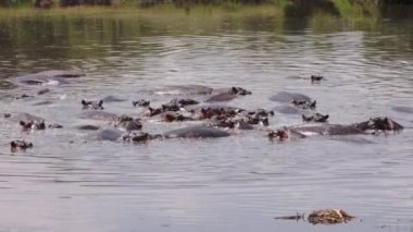 Bir grup su aygırı gölde yüzüyor..