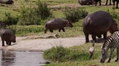 Bir grup zebra otların arasında otluyor..