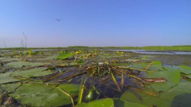 Su kuşu nehir deltasındaki çalılıkların ortasındaki yumurtaların üzerinde yuvasında oturur..