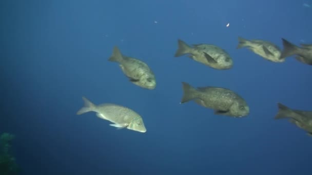 Escola de peixes de coral no fundo azul do mar subaquático em busca de comida. — Vídeo de Stock