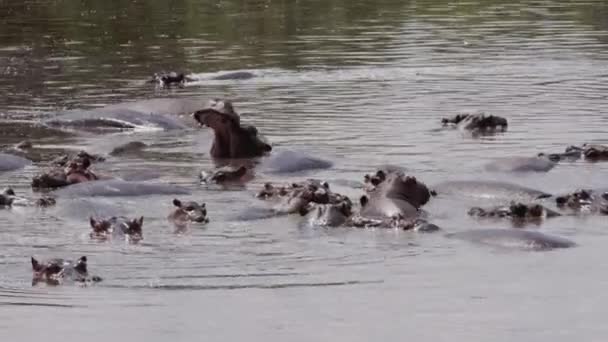 Un grupo de hipopótamos nadando en un lago. — Vídeo de stock