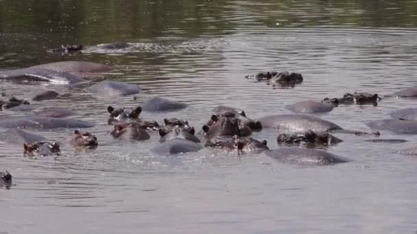 Μια ομάδα ιπποπόταμων κολυμπούν σε μια λίμνη. — Αρχείο Βίντεο