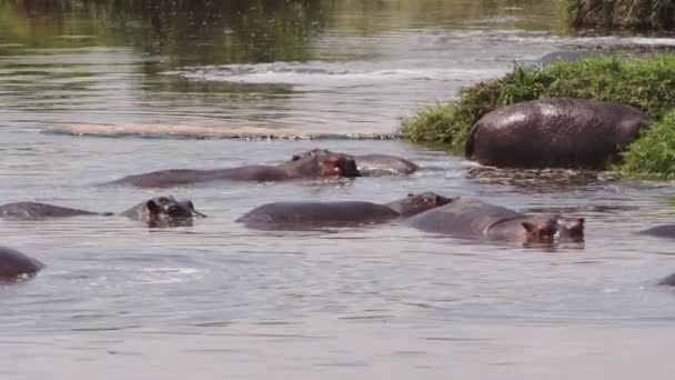 Un groupe d'hippopotames nageant dans un lac. — Video