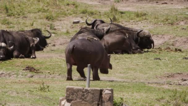 A group of Hippos swimming in a lake. — Stock Video