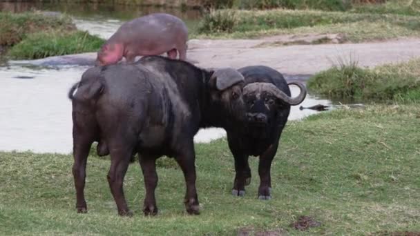 Un grupo de hipopótamos con pájaros en la espalda. — Vídeos de Stock