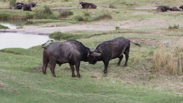 Un grupo de hipopótamos con pájaros en la espalda. — Vídeos de Stock