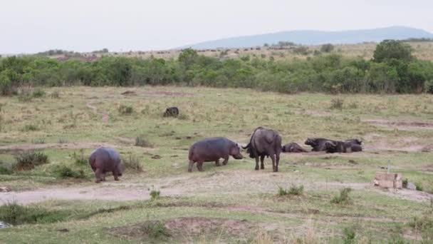 Un grupo de hipopótamos con pájaros en la espalda. — Vídeos de Stock