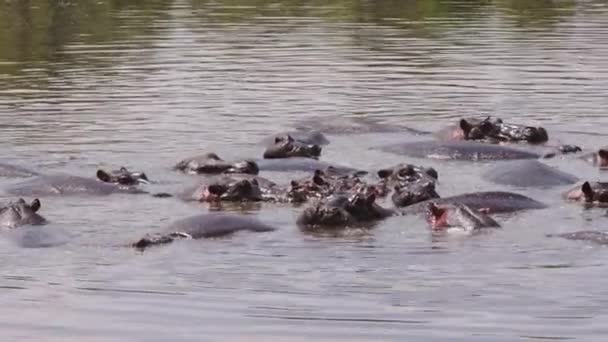 Un grupo de hipopótamos con pájaros en la espalda. — Vídeos de Stock