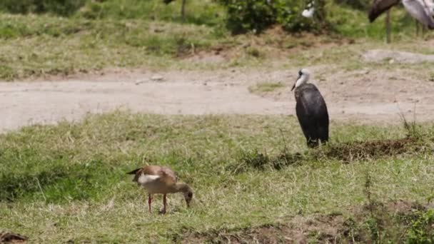 Un gran hipopótamo con un pájaro en la espalda. — Vídeos de Stock