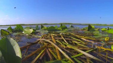 Su kuşu nehir deltasındaki çalılıkların ortasındaki yumurtaların üzerinde yuvasında oturur..