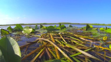 Su kuşu nehir deltasındaki çalılıkların ortasındaki yumurtaların üzerinde yuvasında oturur..