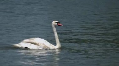 Sudaki beyaz kuğular sadakat ve sevgi kavramı olarak birlikte..